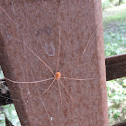 Harvestman