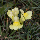 Toadflax