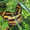 Orange Staff Sergeant Butterfly