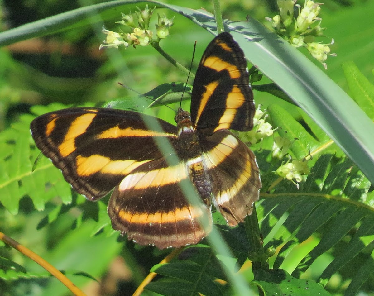 Orange Staff Sergeant Butterfly