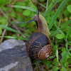 Brown Garden Snail