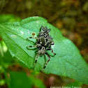 Wagneriana spicata