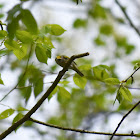 Brewster's Warbler