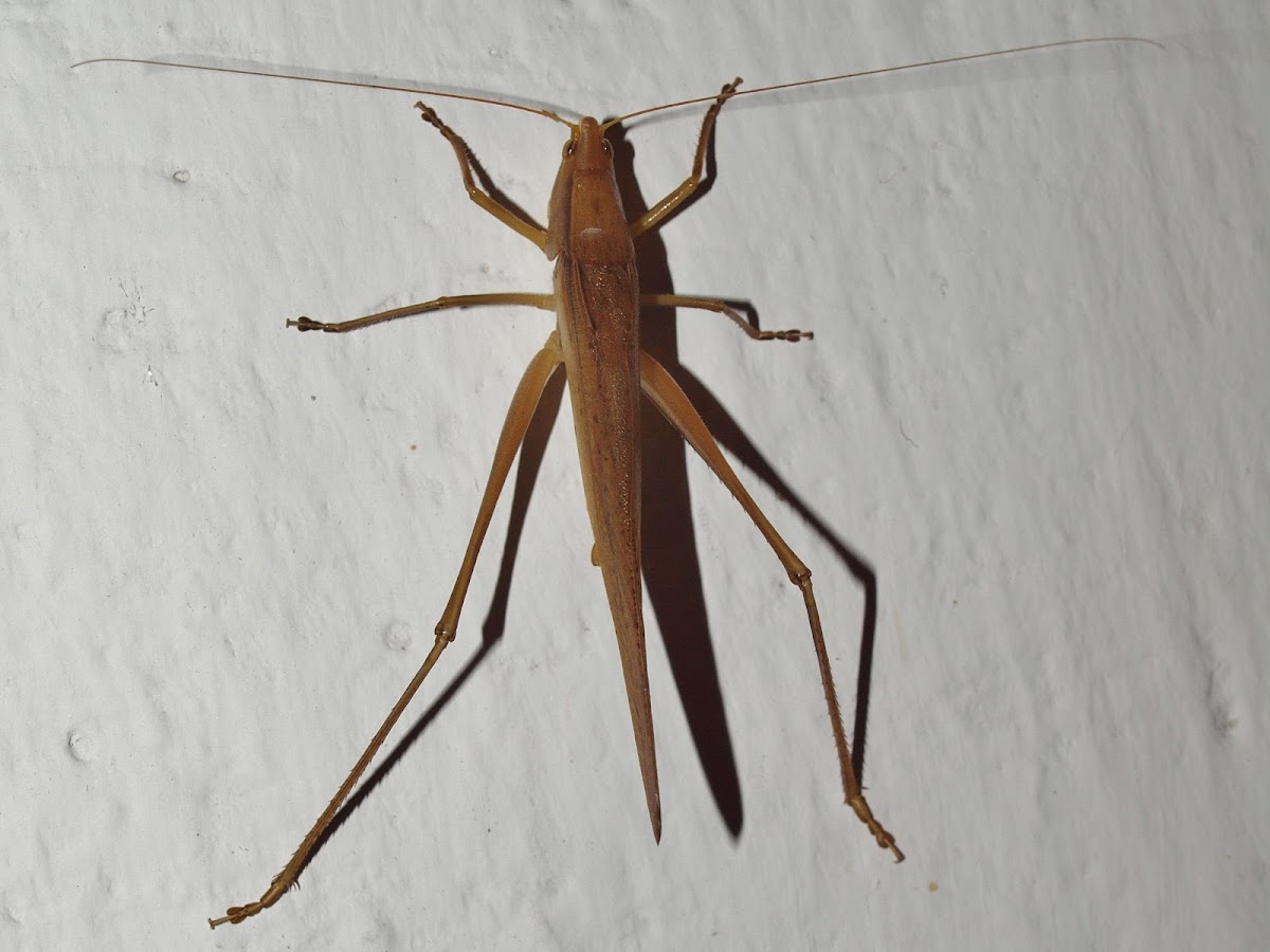 Conehead katydid (bush cricket)