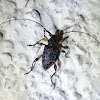 Flat-faced Longhorn Beetle