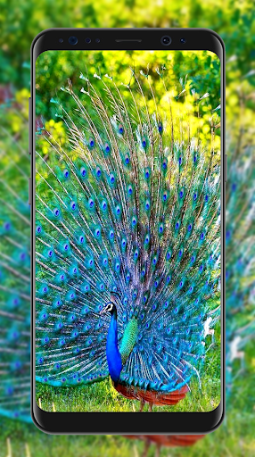 Peacock Wallpapers HD