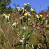 False Boneset