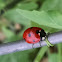 Seven-spotted Ladybug Beetle