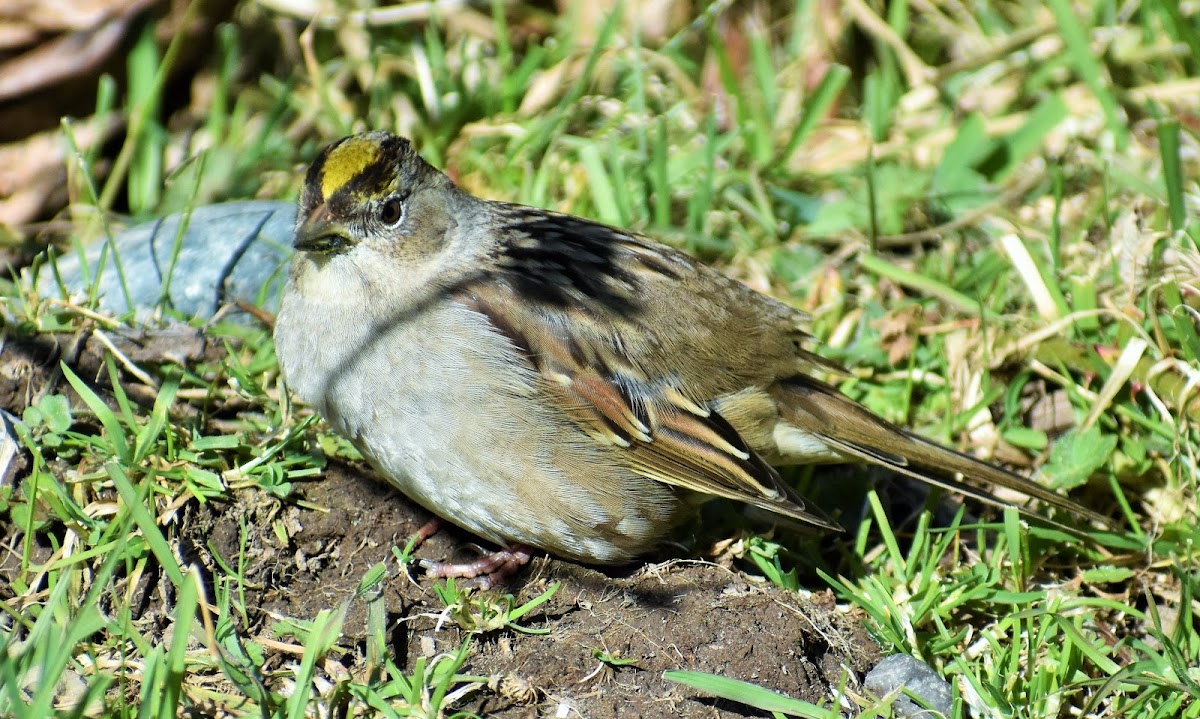 Golden-crowned sparrow