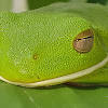 White lipped green frog