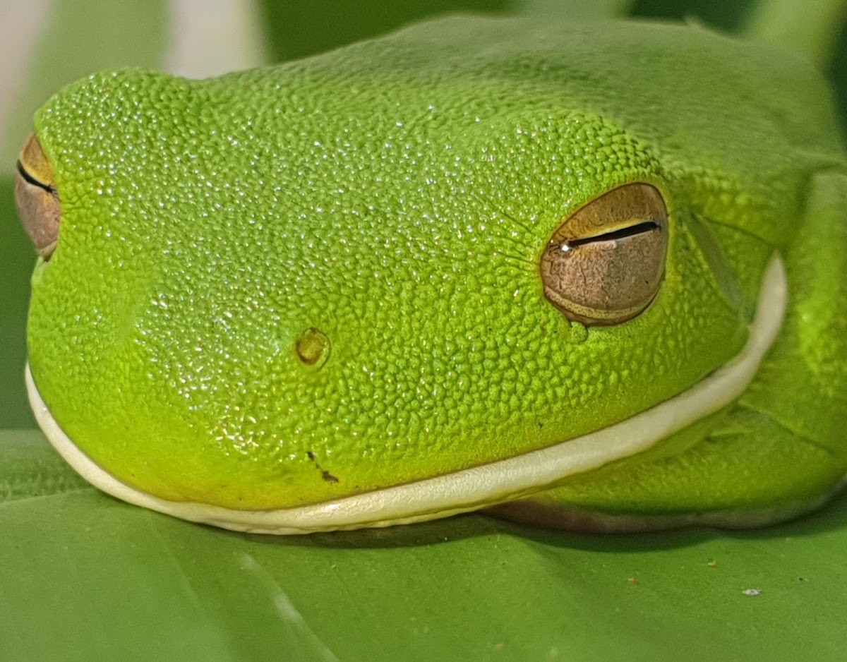 White lipped green frog