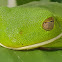 White lipped green frog