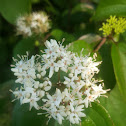 Red Osier Dogwood