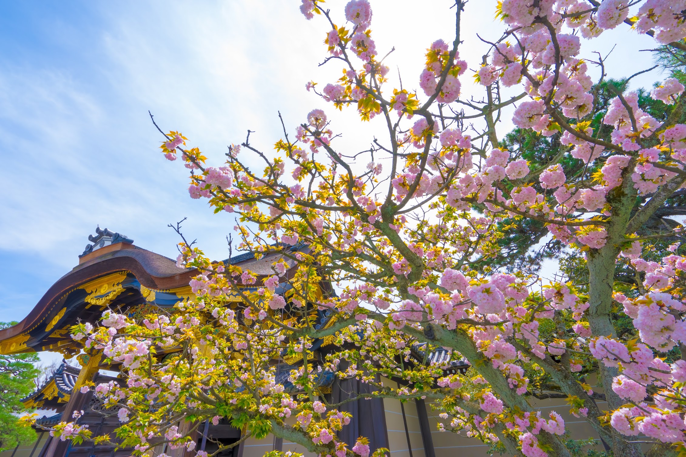 Nijo Castle Cherry blossoms