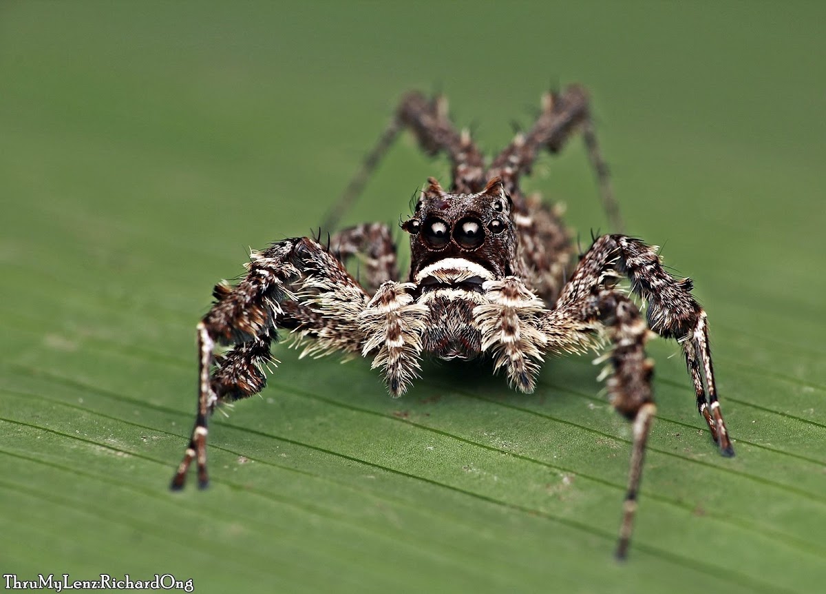 White-mustached Portia Jumping Spider