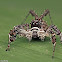 White-mustached Portia Jumping Spider