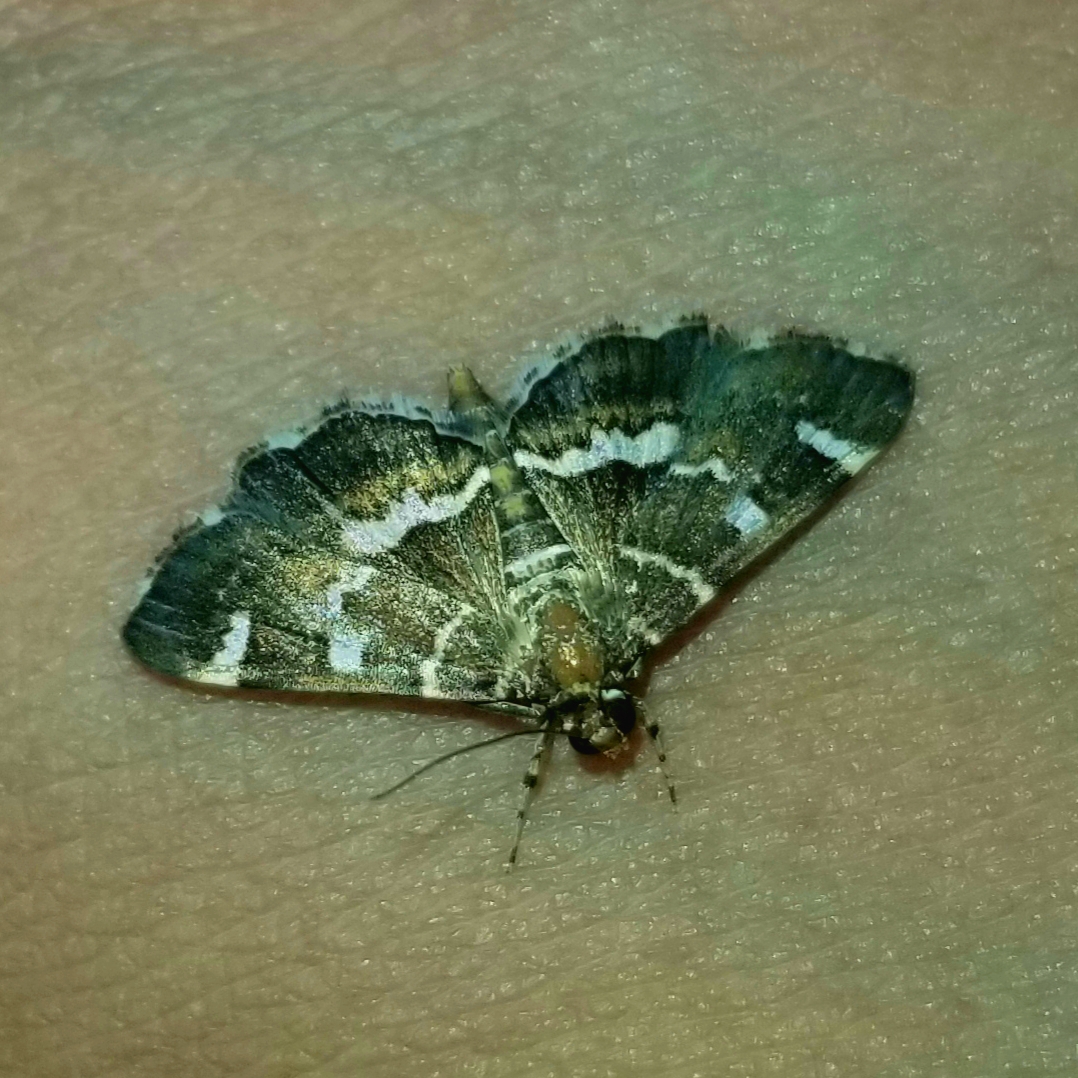 Spotted beet webworm moth