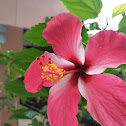 Hibiscus syriacus