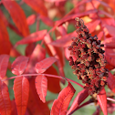 Sumac