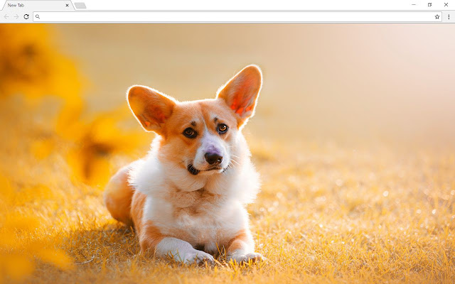 Corgi Dog Backgrounds & Themes