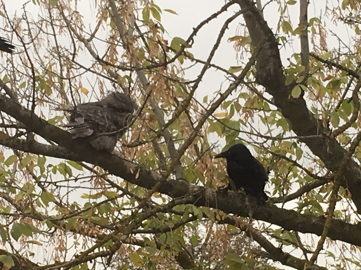 Australian raven