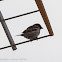 House Sparrow; Gorrión Común