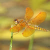 Mexican Amberwing