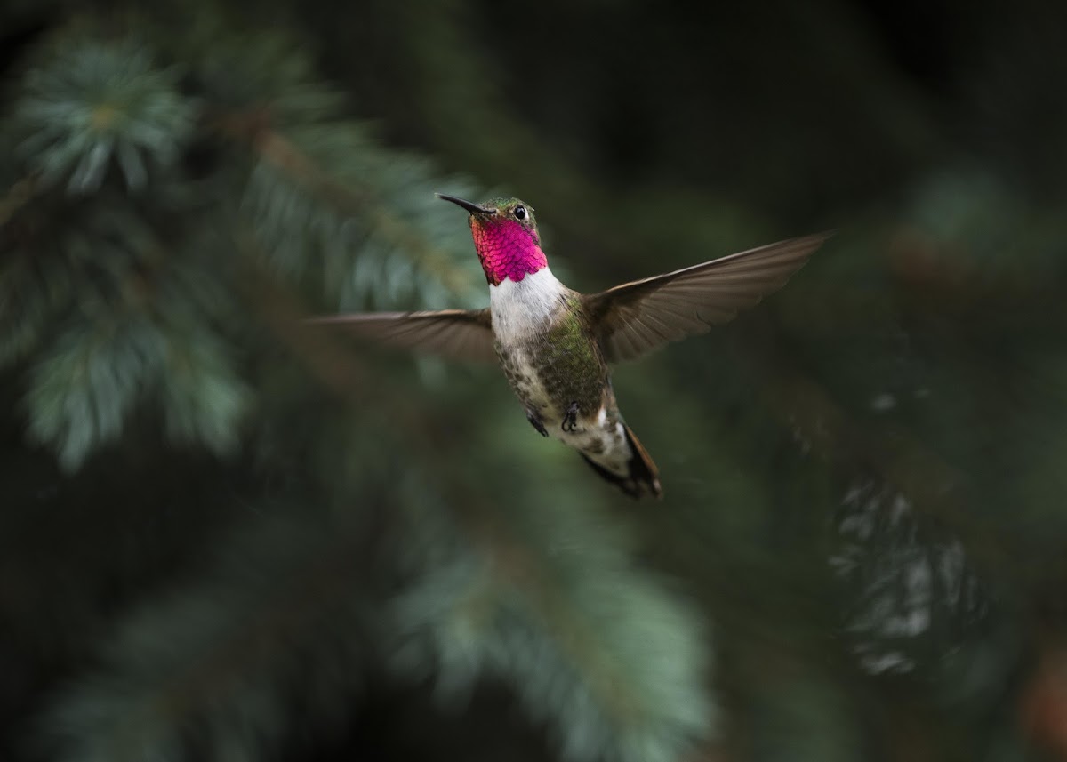 Broad-Tailed Hummingbird