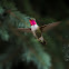 Broad-Tailed Hummingbird