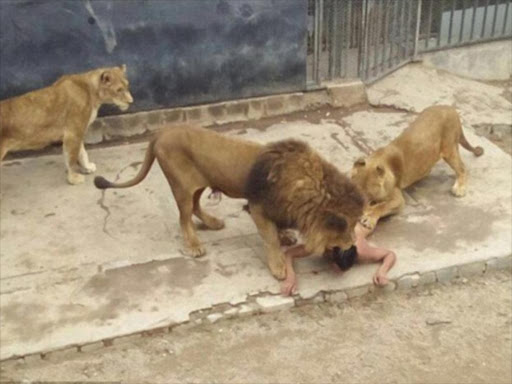 A 20-year-old man took off his clothes and broke into a lion enclosure at Santiago zoo Saturday, where he was mauled by lions. Daily Mail