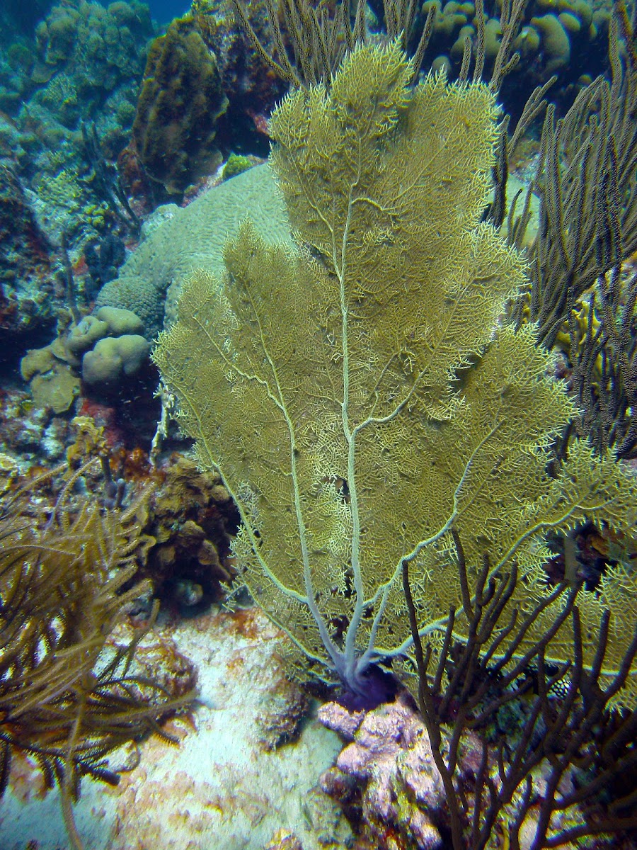 Venus Sea Fan