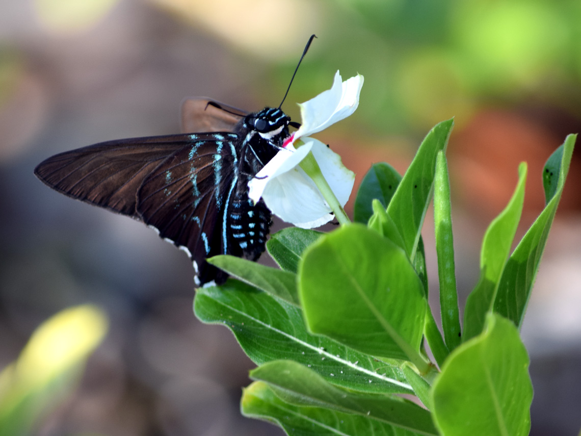 Mangrove Skipper