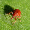 Red apion weevil