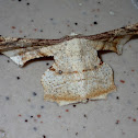 Scoopwing Moth