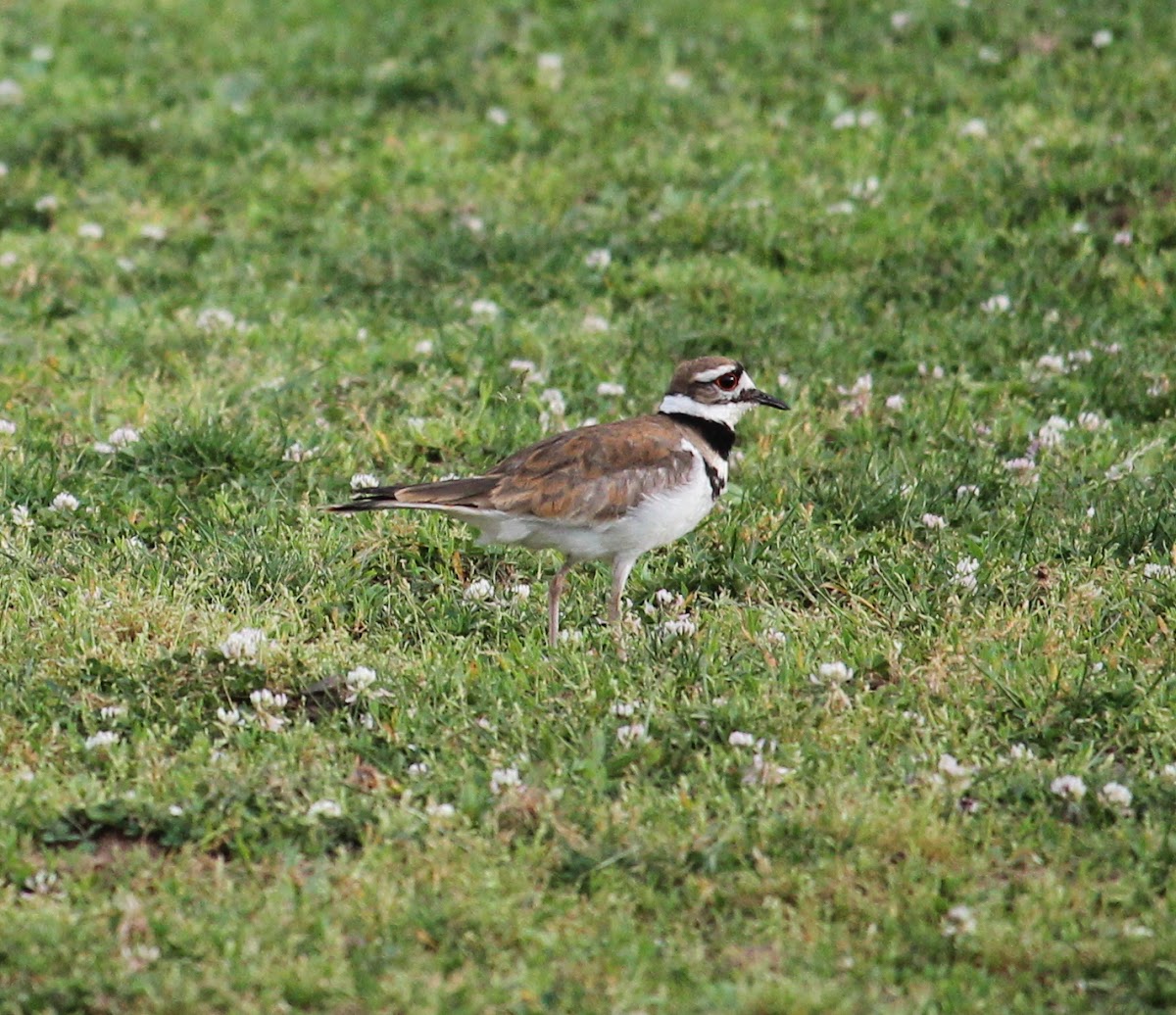 Killdeer