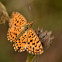 Weaver's fritillary