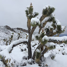 Joshua Tree