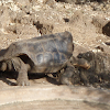 Pinta Island tortoise