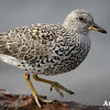 Surfbird