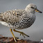 Surfbird