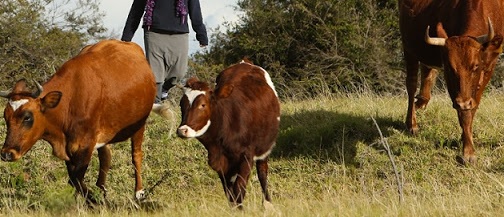 A 62-year-old Port Elizabeth farmer was robbed while he was buying cattle on the outskirts of Uitenhage on Thursday