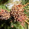 Green spruce gall aphid