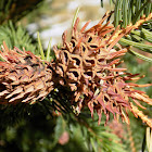 Green spruce gall aphid