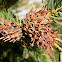 Green spruce gall aphid