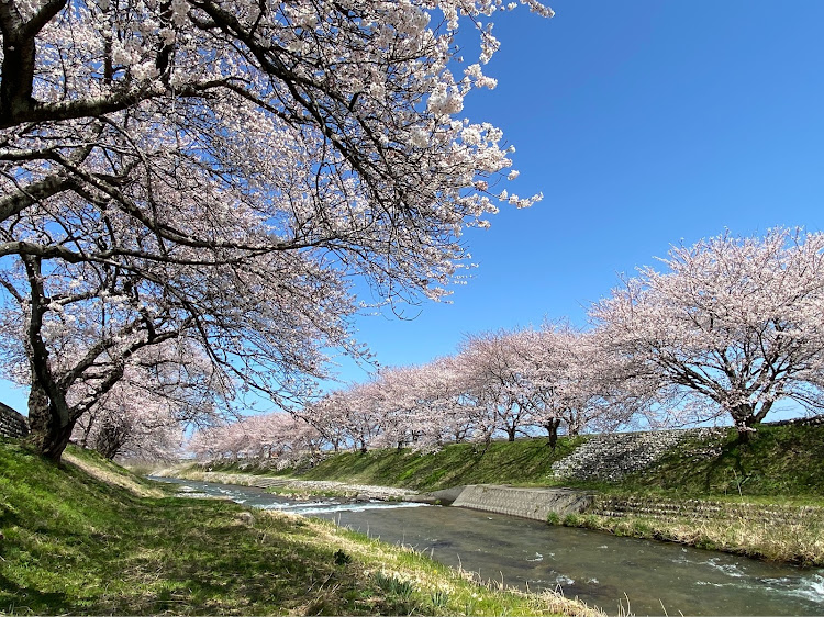 ケイマンの富山・久しぶりに投稿・桜とコラボ🌸・立山連峰とコラボ・ドライブに関するカスタム事例の投稿画像4枚目