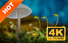 Mushrooms Popular Plants HD New Tabs Theme small promo image