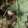 Arabesque Orbweaver - female