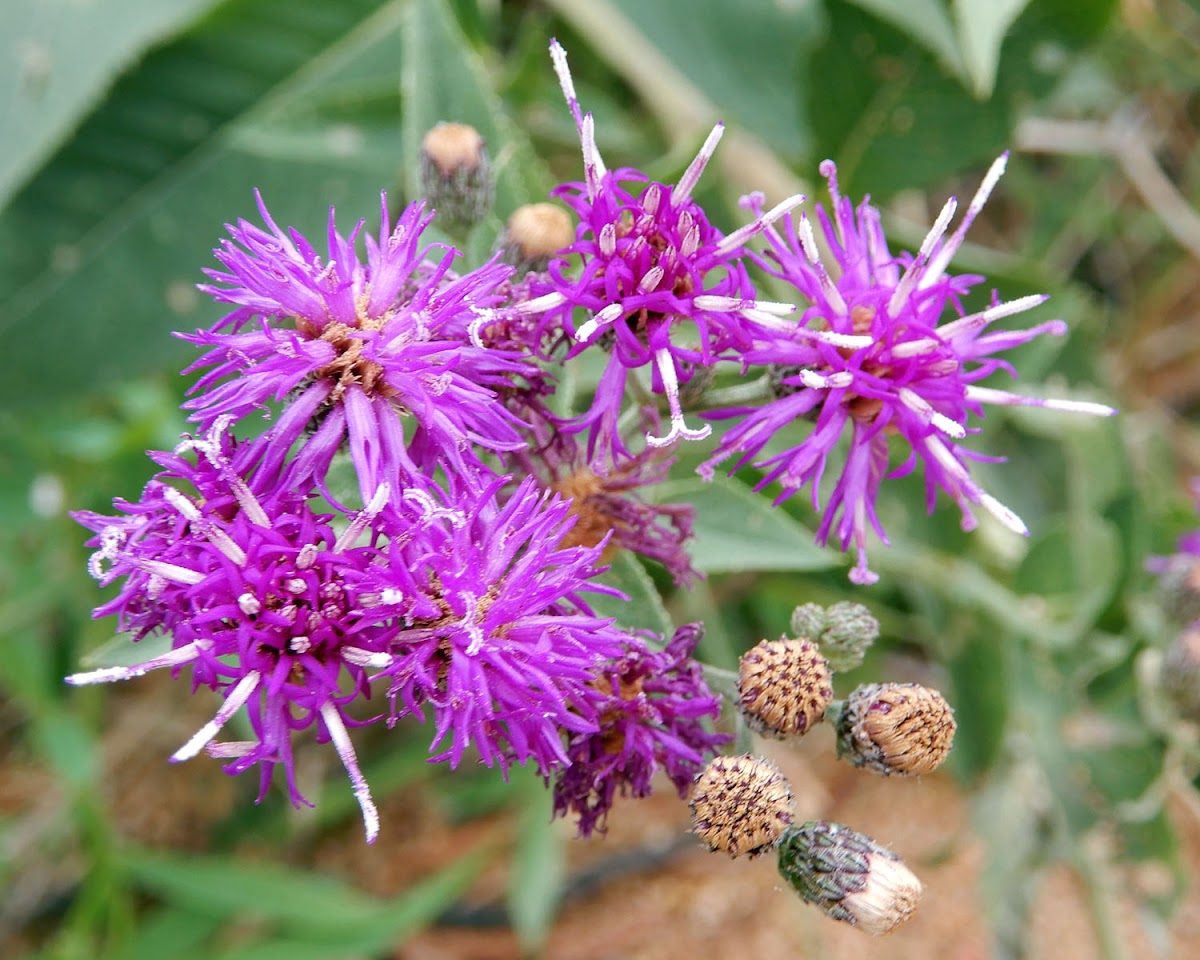 Baldwin's Ironweed