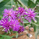 Baldwin's Ironweed