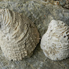 European flat oyster fossil